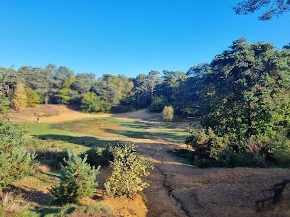 Oxshott Heath